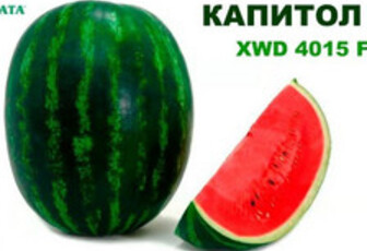 Арбуз «Капитол»F1