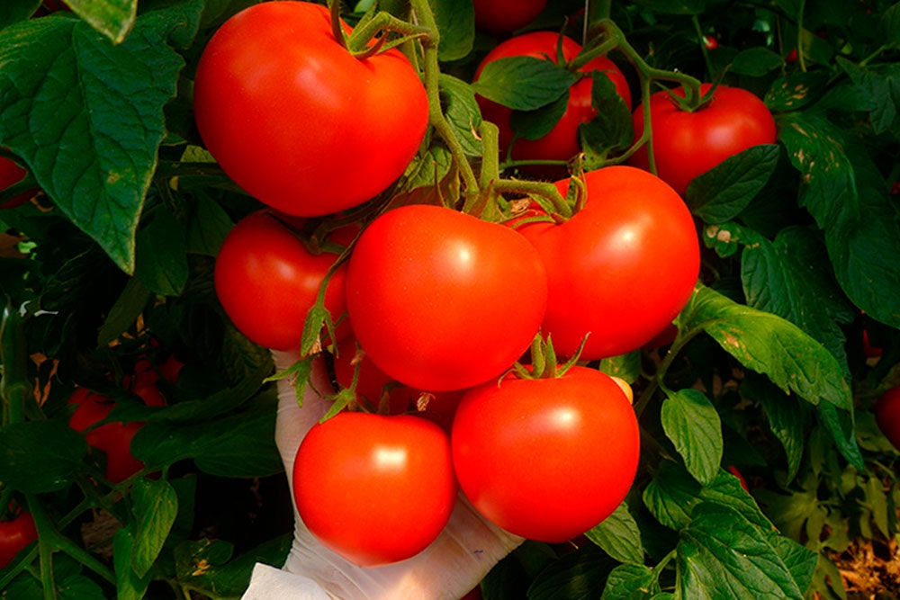 Технология выращивания томата в условиях защищенного грунта. Часть 1. -Интернет-магазин семян Miragros